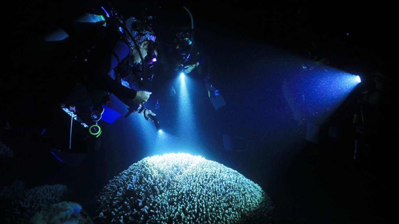 Night Scuba Diving (1 dive)